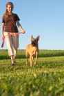 Picture of woman walking with dog