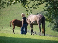 Picture of woman with Holstein horses