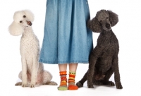 Picture of woman with two poodles