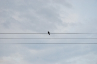 Picture of wood pigeon perched on wires