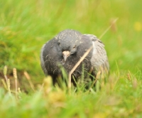 Picture of Wood pigeon