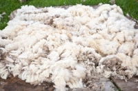 Picture of wool after shearing