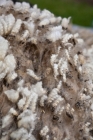 Picture of wool, close up