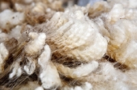 Picture of wool, close up