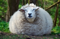 Picture of woolly cross bred sheep