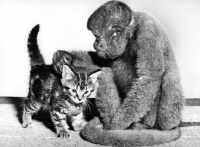 Picture of Woolly monkey with kitten