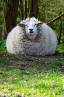Picture of woolly sheep