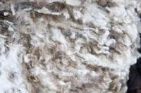 Picture of wool
