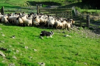Picture of working Bearded Collie, herding sheep