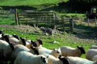 Picture of working Bearded Collie with sheep