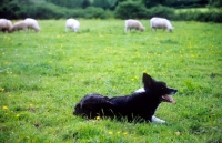 Picture of working border collie lying in a field with sheep