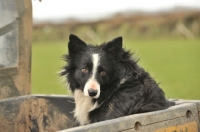 Picture of working border collies sat on back of farm quad bike