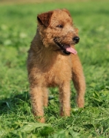 Picture of working bred lakeland terrier