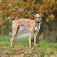 Picture of working bred whippet, stood on a devon bank out rabbiting