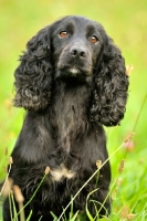 Picture of working cocker sat in summer grass