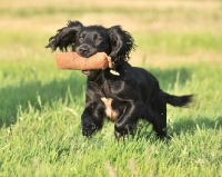 Picture of working cocker spaniel retrieving a dummy