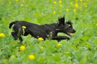 Picture of working Cocker Spaniel running in field