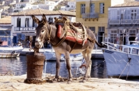 Picture of working donkey at the harbour of greek island, hydra