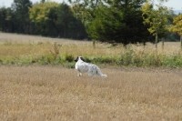 Picture of Working english setter at field trial