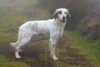 Picture of Working English Setter in mist