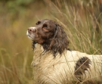 Picture of working English Springer Spaniel