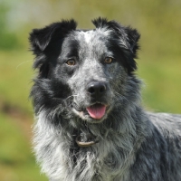 Picture of working farm collie