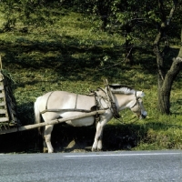 Picture of working fjord pony in harness eating grass at roadside in norway