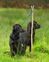 Picture of working flat coats, picking up on a pheasant shoot