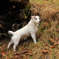 Picture of working jack russell watching