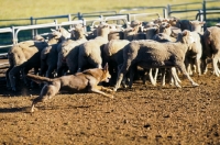 Picture of working kelpie champion in australia