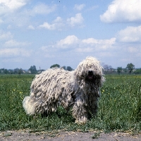 Picture of working komondor on farm in hungary