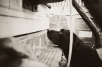 Picture of Working Labrador 'ratting', indicating to old jeep