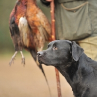 Picture of Working labrador with pheasants (shot)