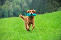 Picture of Working line Golden Retriever bitch carrying a dummy