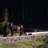Picture of working noric horse with load of logs in austria