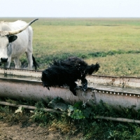 Picture of working puli jumping water trough with hungarian grey cattle in hungary