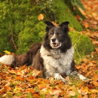 Picture of working sheepdog, non pedigree border collie, lying in autumn leaves by a tree