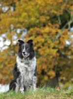 Picture of working sheepdog non pedigree border collie sat in front of autumn tree