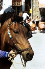Picture of working skyros pony on skyros island