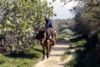 Picture of working skyros pony with man riding on skyros island, greece