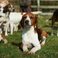 Picture of working type Beagle lying on grass
