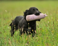 Picture of working type cocker retrieving a dummy at a working test