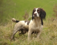 Picture of working type Cocker Spaniel on grass