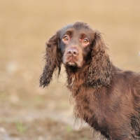 Picture of working type cocker spaniel out on a shoot