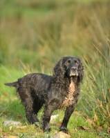 Picture of working type Cocker Spaniel