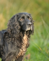 Picture of working type Cocker Spaniel