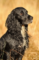 Picture of working type cocker spaniel