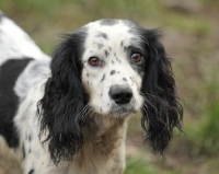 Picture of working type Cocker Spaniel