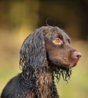 Picture of working type Cocker Spaniel