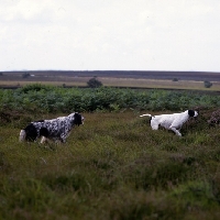 Picture of working type english setter and pointer (upperwood) on moorland